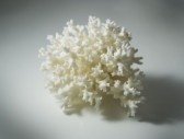 sponge the one tgellan080600021 Essential Oils ...