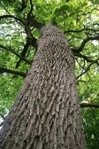 tree the spine nikuwka080700040 Vanda Scaravelli   Yoga for ALL ...