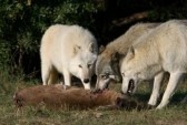 three-wolves-korzeniewskidaniel081200012