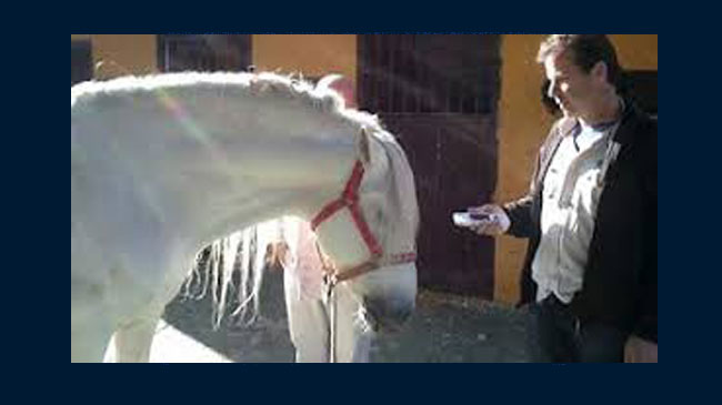 applying the nes miHealth to a horse off-bdoy